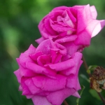 Purple Beauty / Перпл Б’юті